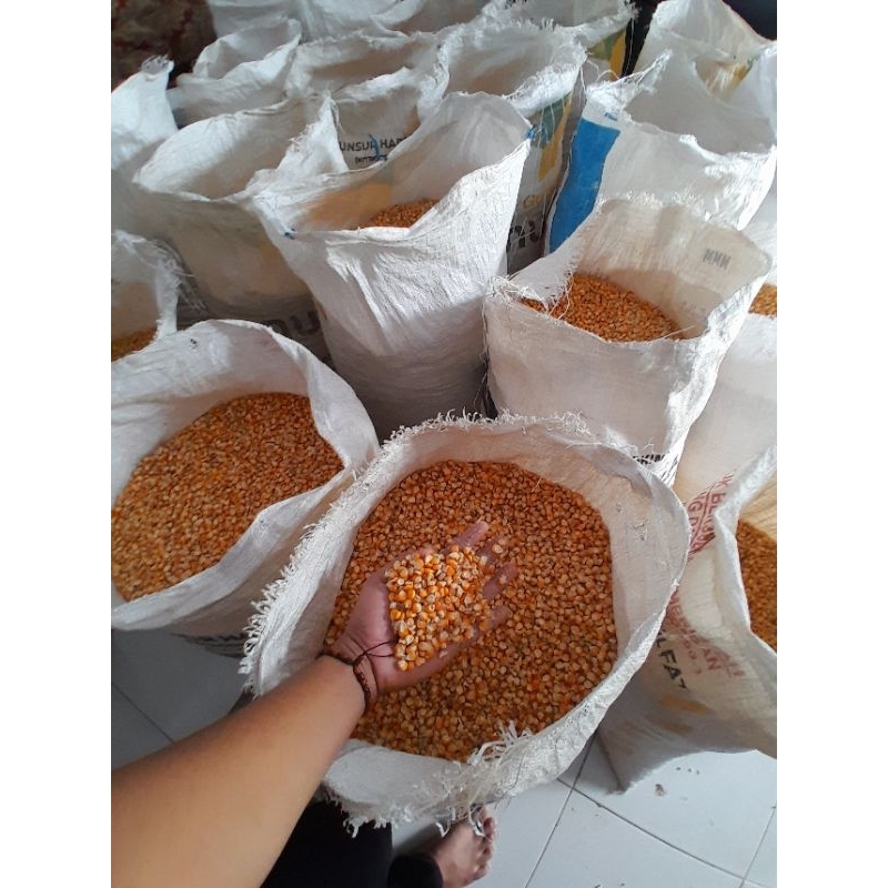 

Jagung Pipil Ayam Merpati