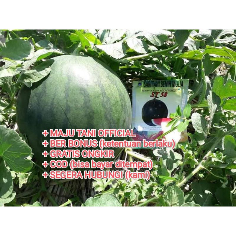 

Benih Semangka Non Biji ST 58 F1/Buah Tipe Amara dan Madrid (Super Jumbo) Isi 20 Gram/ Kadaluarsa. 2026 Ori Kemasan Pabrik/Produksi Tinggi Berbobot Perawatan Mudah