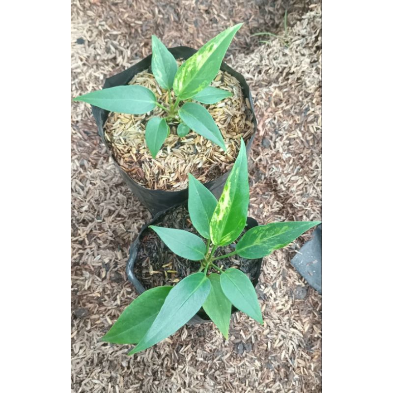 Gelombang Cinta Varigata Putih