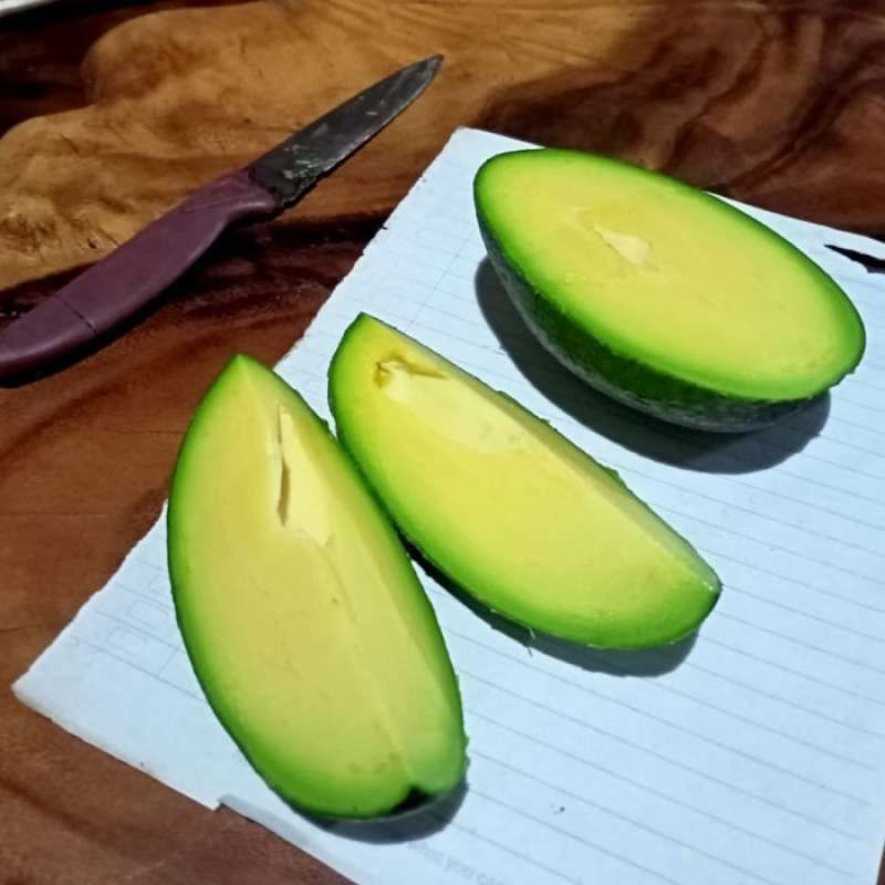 BIBIT BUAH ALPUKAT TANPA BIJI OKULASI