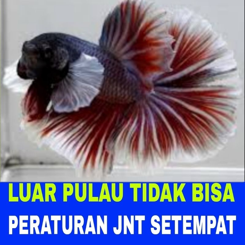 ikan cupang half moon sz L isi 10