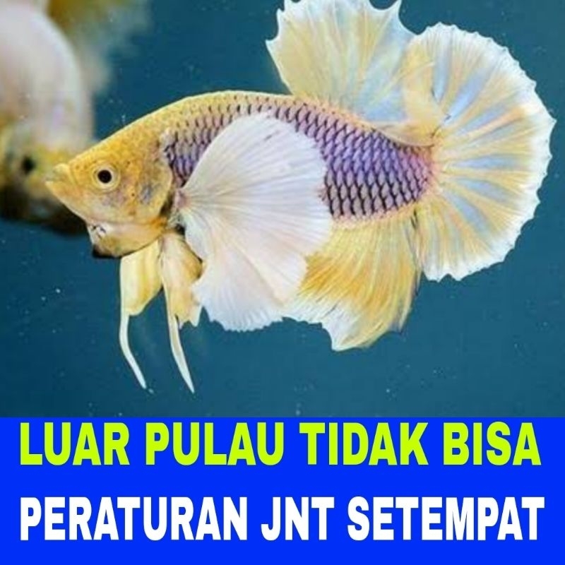 ikan cupang plakat big ear isi 10