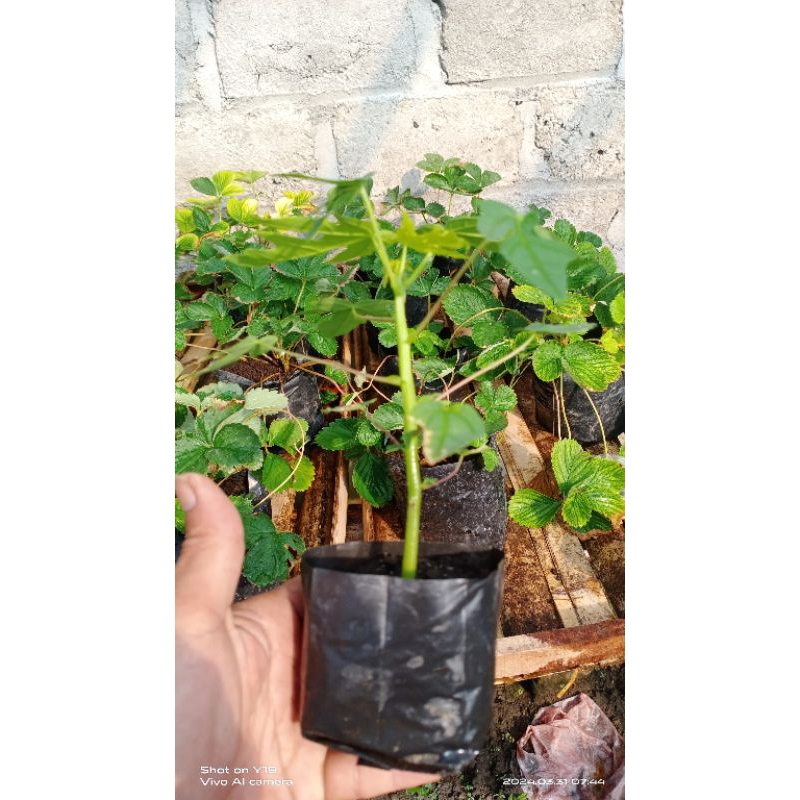 bibit pepaya california f1