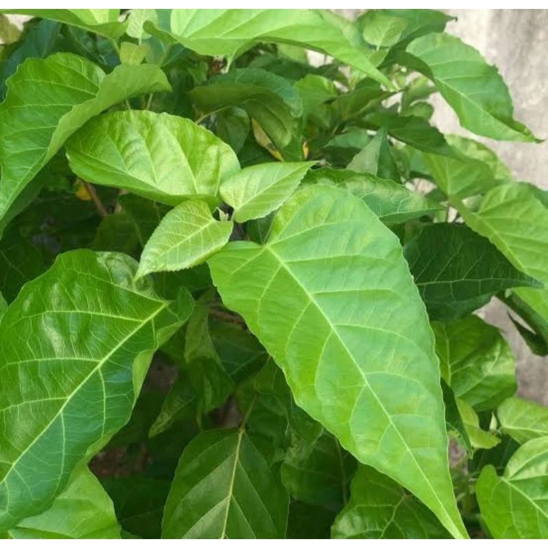 

DAUN SINGKIL/BUAS BUAS MURAH 300G