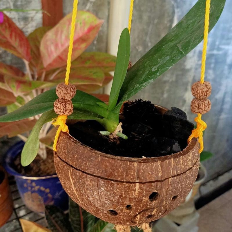 termurah pot batok kelapa ukir gantung