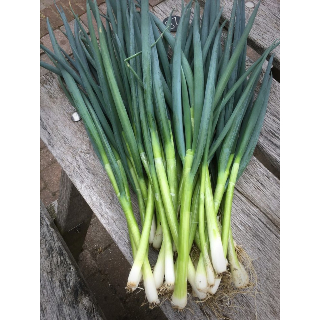 

Daun Bawang Prei Alahan Panjang, PADANG, 500Gram/Setengah Kilogram