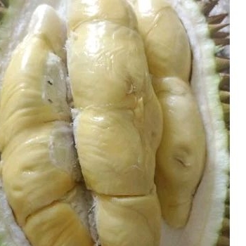 

Durian Kunyit (premium)