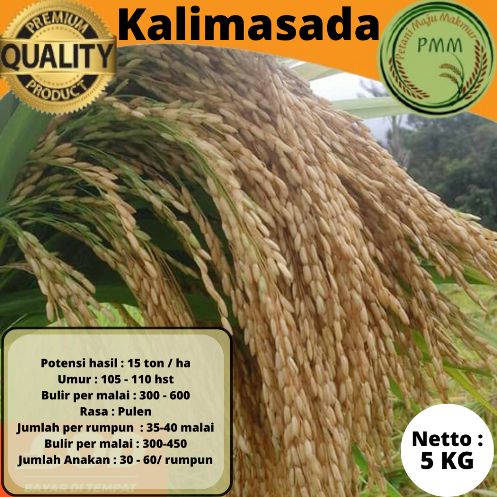 Biji Padi Unggul KALIMASADA 5KG