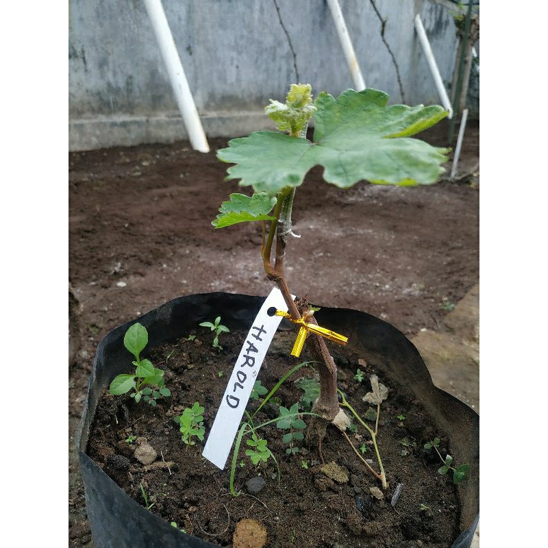 

ANGGUR IMPORT HAROLD