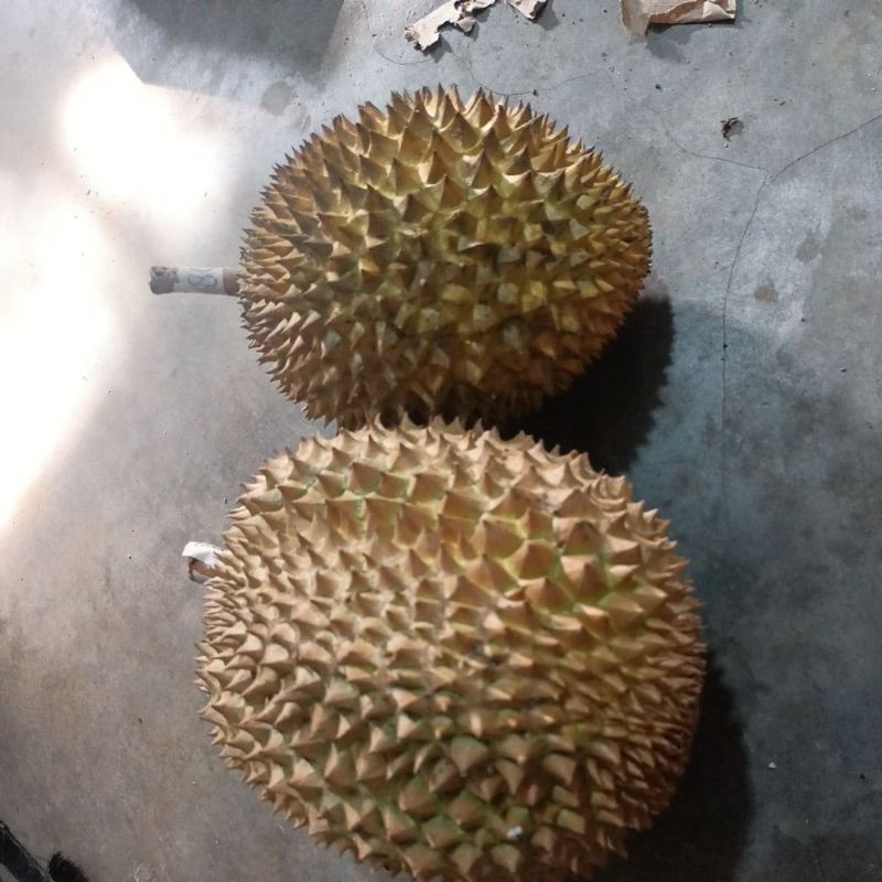 

orderan Durian 2024
