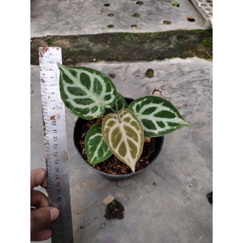 anthurium dorayaki x red crystallinum