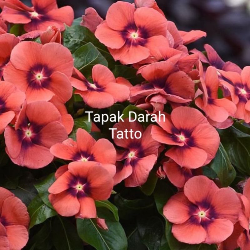 Tanaman hias tapak dara/ vinca bunga tatto
