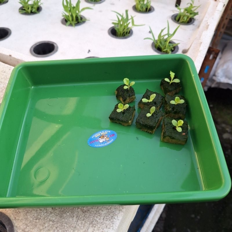 Nampan Semai Benih Hidroponik