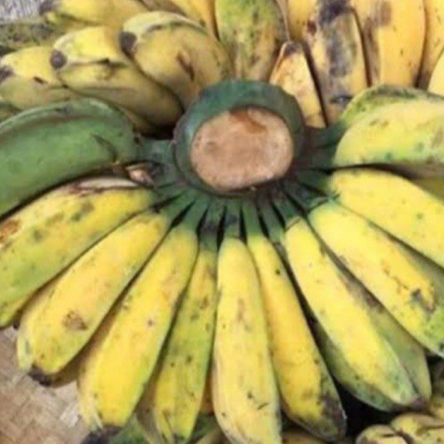 

Stock banyak Pisang Kepok Per Sisir D9