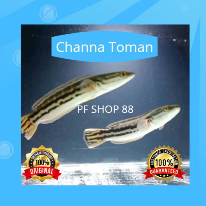 Ikan Channa Toman