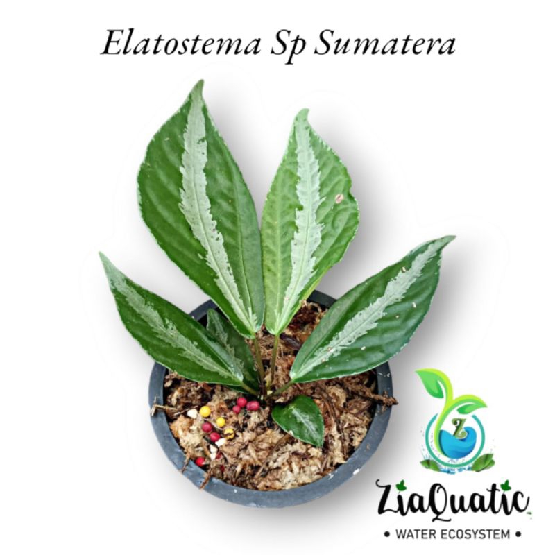 Elatostema Sp Sumatera - Tanaman Hias Paludarium Terrarium Jungleplant Indoorplant