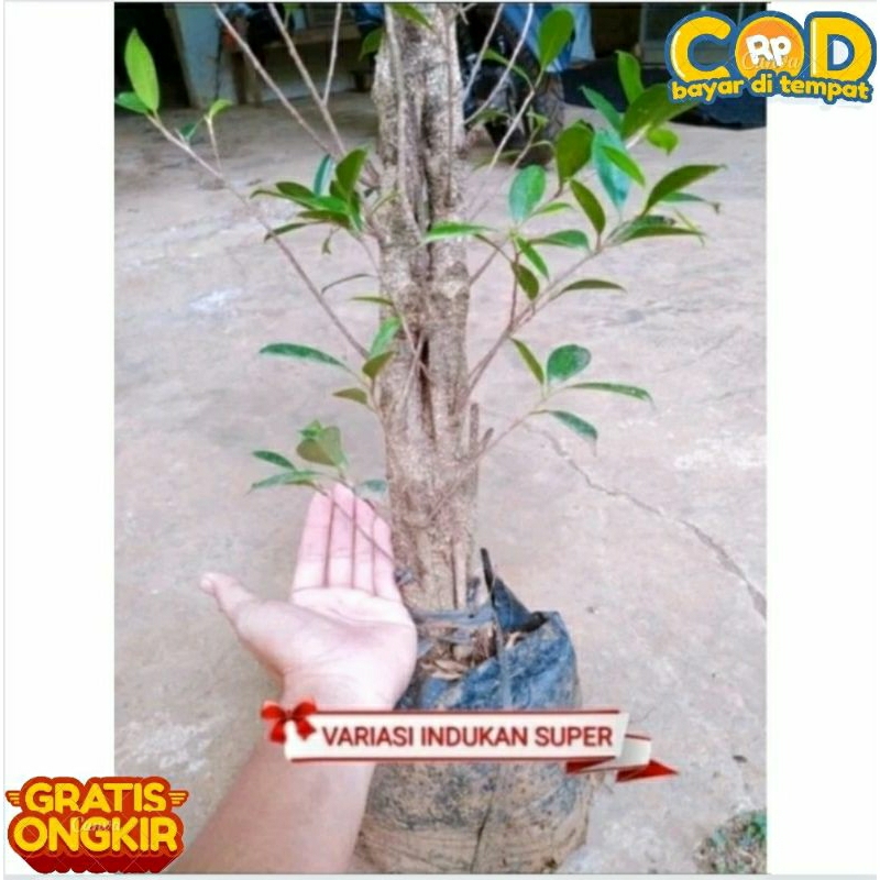 Bahan bonsai bibit beringin kimeng rawatan indukan