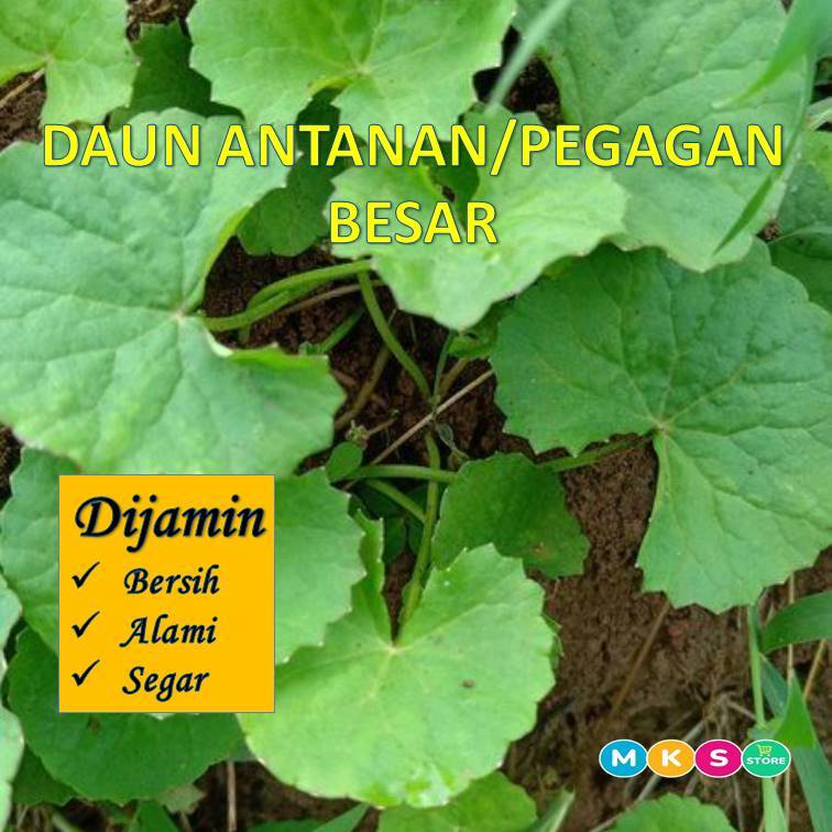 

daun antanan/pegagan besar.segar alami