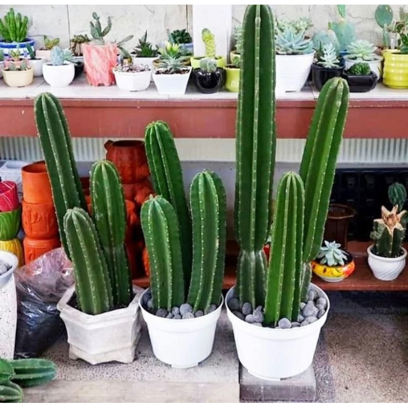 PAKET 3 Tanaman Kaktus Koboi Kualitas Premium Tidak Mudah busuk / Tanaman Hias Kaktus koboi / Pohon 