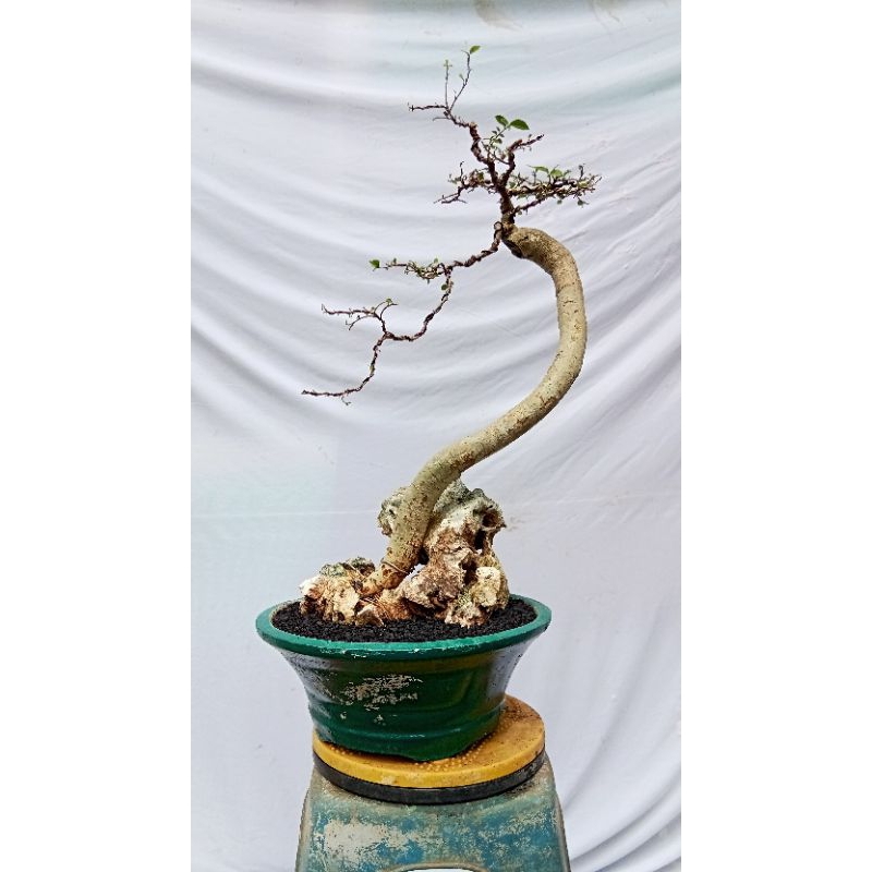 kiserut/bonsai pohon serut