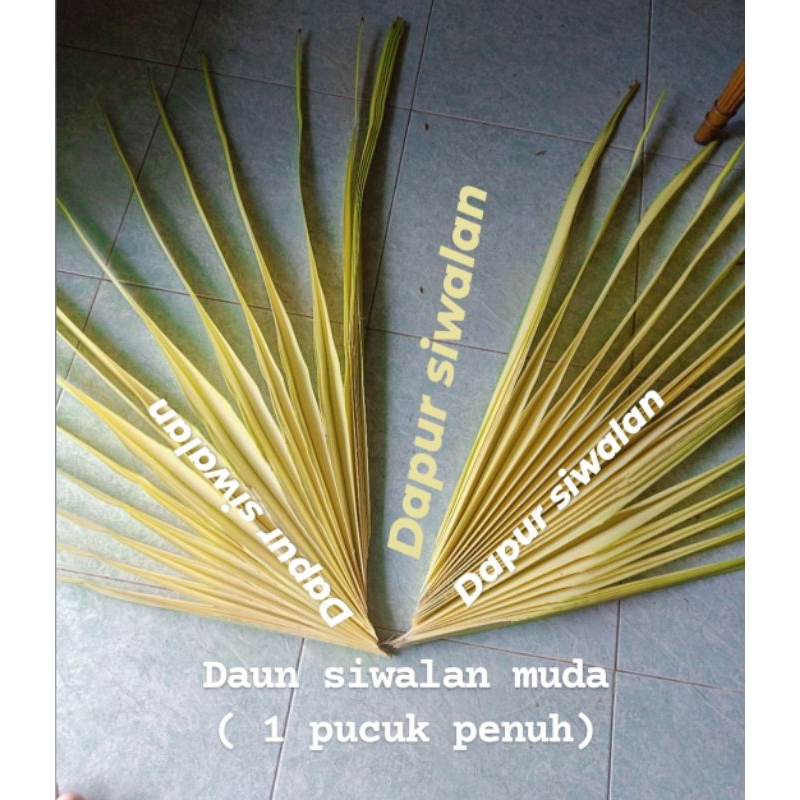 Daun Siwalan Muda 1 pucuk penuh Fresh dipetik ketika pesanan masuk