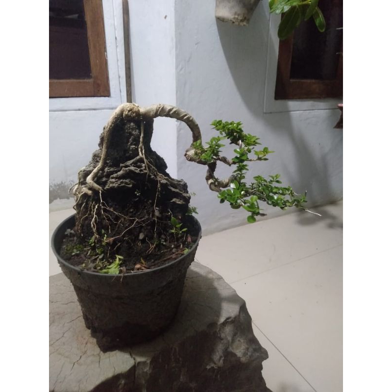 Bonsai on the rock / bonsai sancang