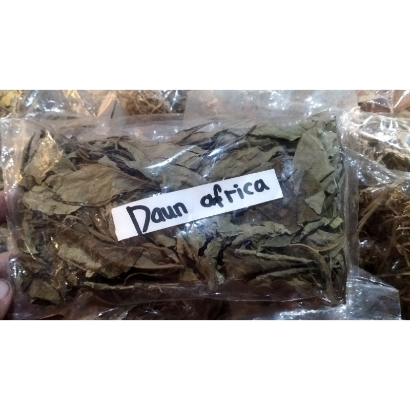 

Daun Afrika