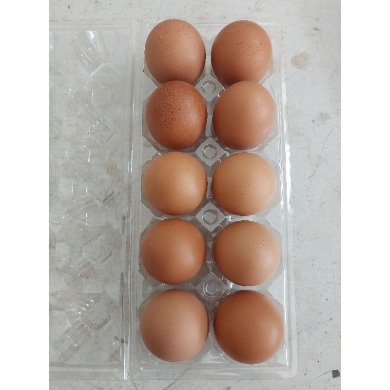 

Telur Ayam Negeri / Telor Ayam Negeri Fresh isi 10pcs