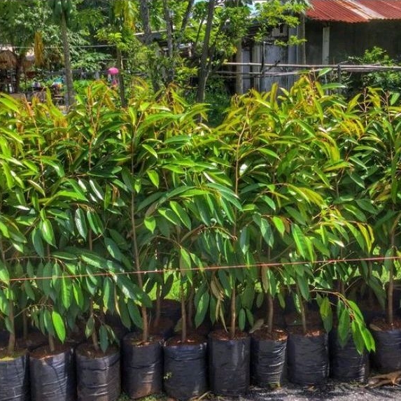 Bibit durian montong/bibit durian montong okulasi