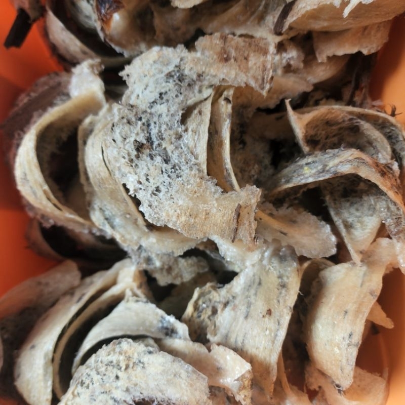 

Petani Asli! 50gr Sarang Burung Walet Kering 0