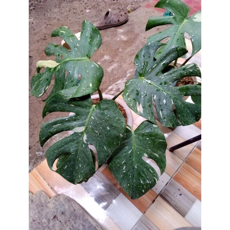 monstera Thailand japan lab
