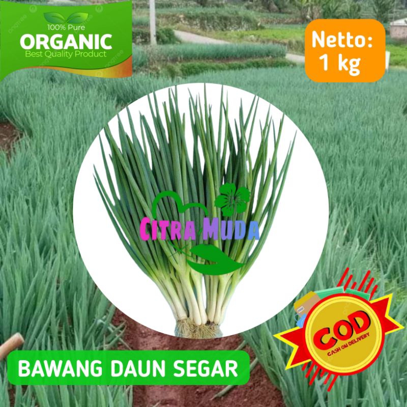 

Bawang Daun Segar 1kg