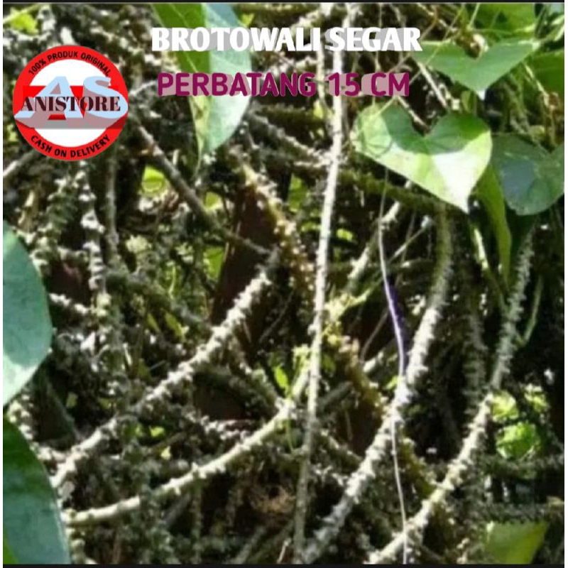 

BATANG BRTOWALI SEGAR 250grm