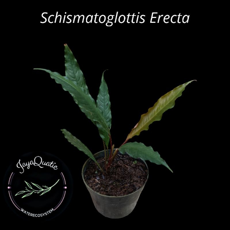 Schismatoglottis Erecta - Tanaman Hias Paludarium Terrarium Jungleplant Outdoor/Indoorplant