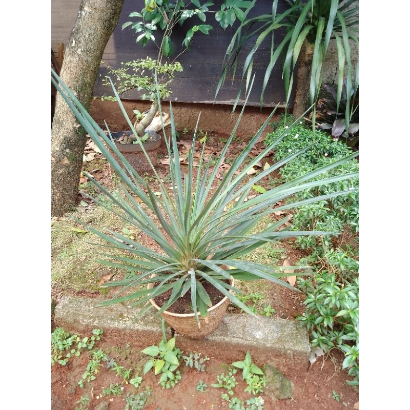 PROMO POHON YUCA / POHON YUCA 40CM / POHON YUCHA