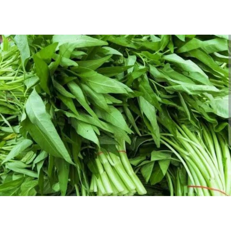 

kangkung sayur_per ikat