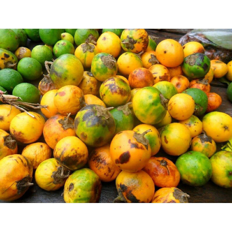 

Terong asam kalimantan terong kampung 1 kg/1000gram