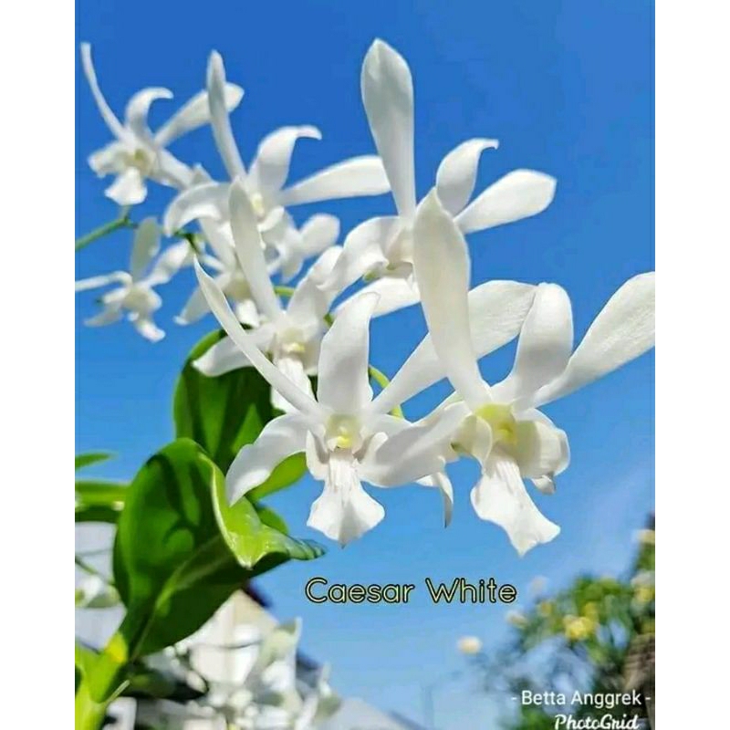 bibit anggrek putih kriting dewasa spike-angrek Caesar white Niming tanaman hias