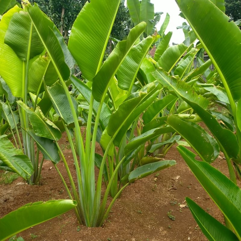 tanaman hias pisang kipas tinggi 1 m sampai 1,5 m tanaman tropis tanaman Bali tanaman hias outdoor t