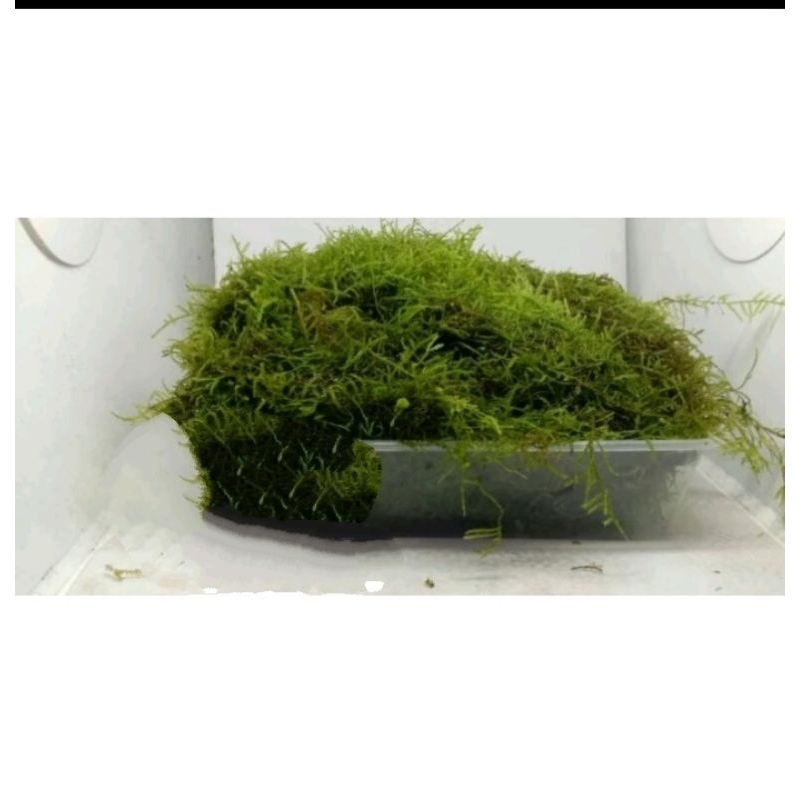 Java moss clump porsi nampan karpet/ pohon /pot /bunga / bonsai / tanaman aquascape/ aquascape /aqua