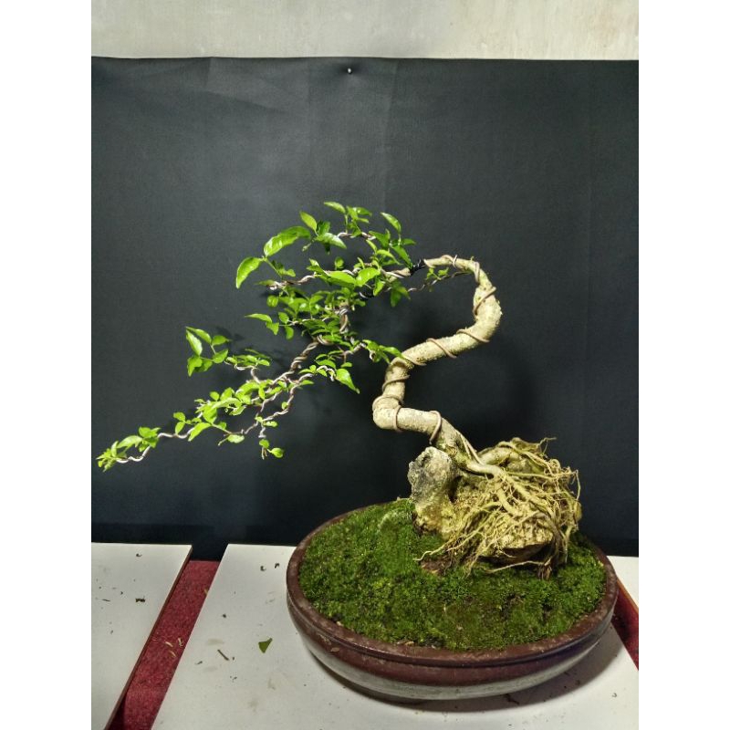 bonsai anput