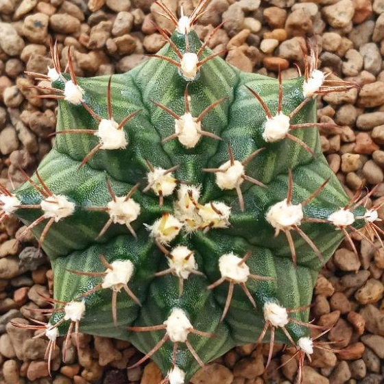 Kaktus Ownroot Gymnocalycium Mihanovichii / Kaktus Miha / Gymno Miha