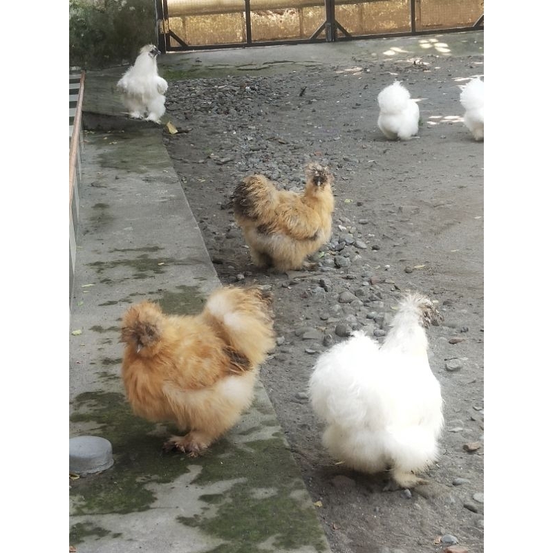 Ayam hias Brahma, Ayam hias American Silky