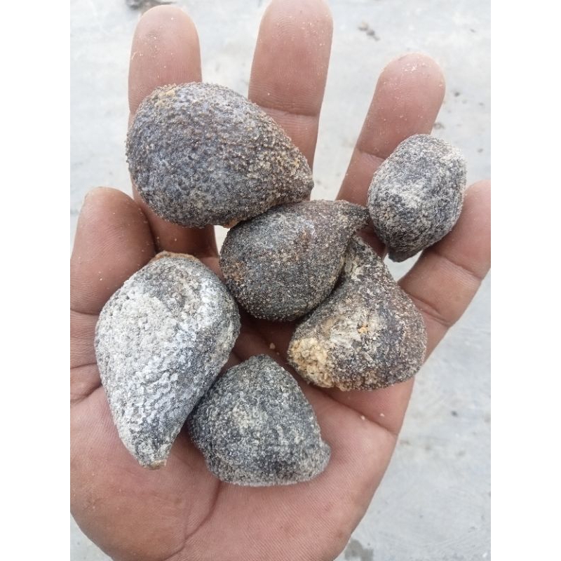 

Teripang Bola Haisom Teripang kering Bola Pace