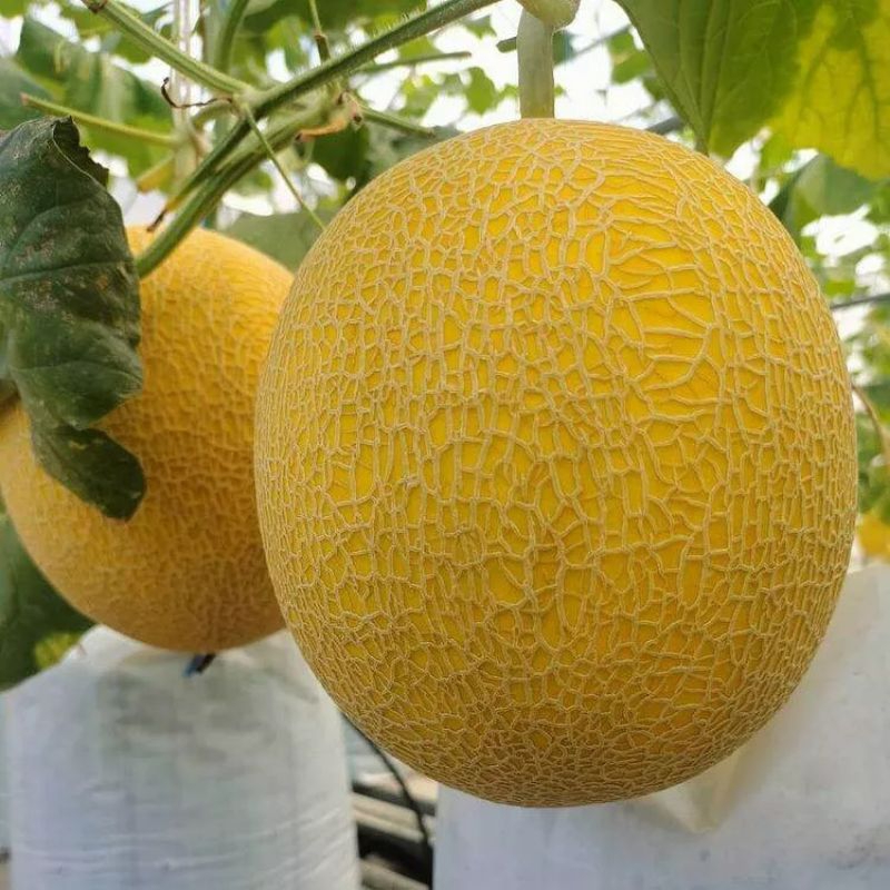 

benih melon super jumbo f1 10bji terlaris cepat tumbuh