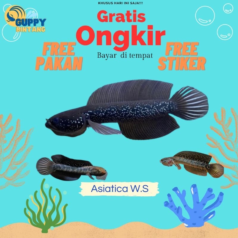 Asiatica Ws Pure Gondrong Mutiara Banyak Size 15-17 Cm