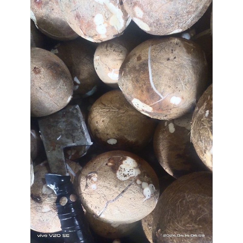 

Santan Kelapa murni.