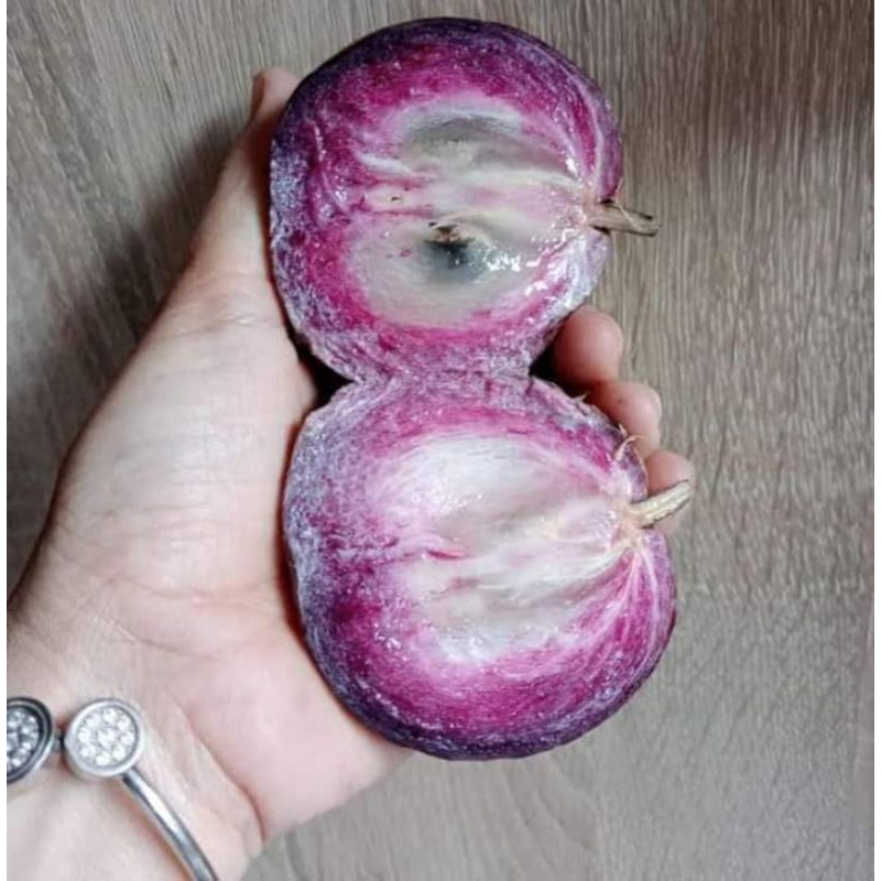 Bibit Genitu Varigata / Bibit Kenitu Hasil Okulasi