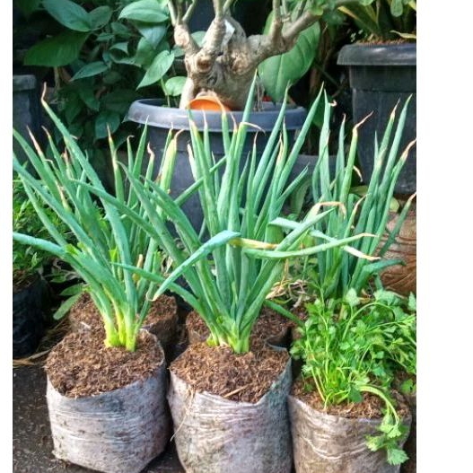 Tanaman Daun Bawang-Bibit Daun Bawang