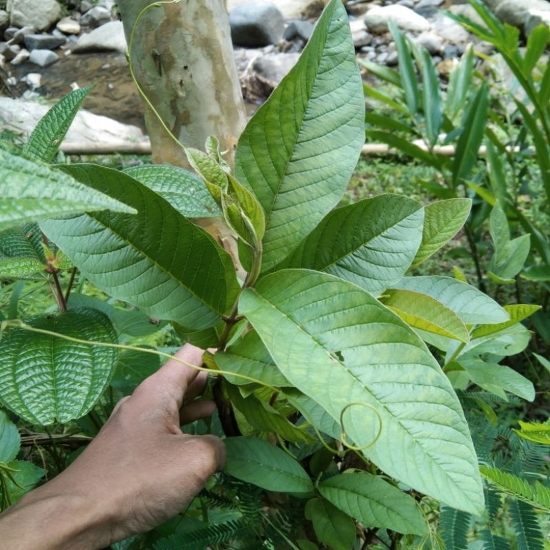 

DAUN JAMBU BIJI 500 gram